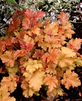 Coral Bells 'Marmalade' Heuchera