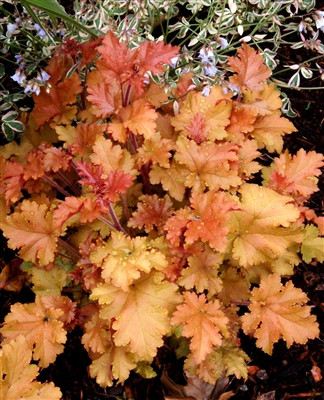 Coral Bells 'Marmalade' Heuchera