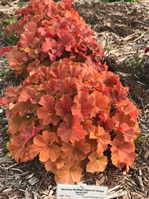 Heuchera 'Northern Exposureâ„¢ Amber' pp29397