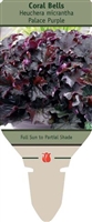 Coral Bells Heuchera micrantha 'Palace Purple'