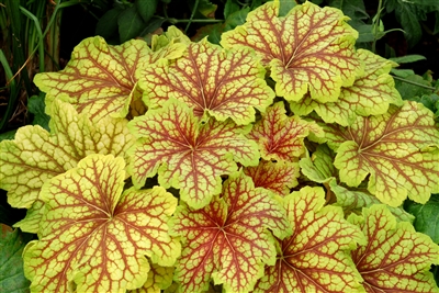 Heuchera 'Red Lightning' Coral Bells pp27767