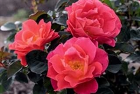 Coral Miracle Shrub Rose