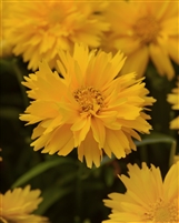 Coreopsis Double the Sun