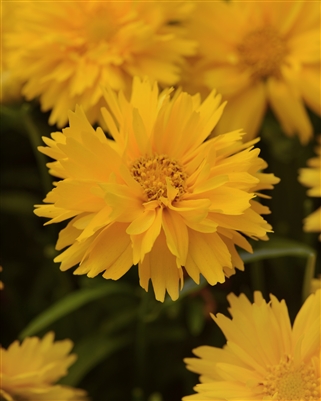 Coreopsis Double the Sun