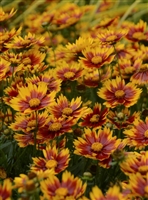 Coreopsis Li'l Bang Daybreak