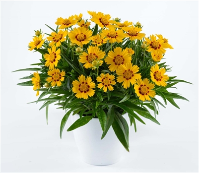 Coreopsis grandiflora 'Solannaâ„¢ Bright Touch'