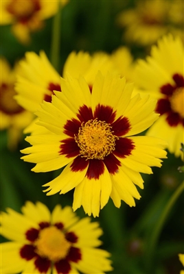 Coreopsis grandiflora 'Sunkiss'