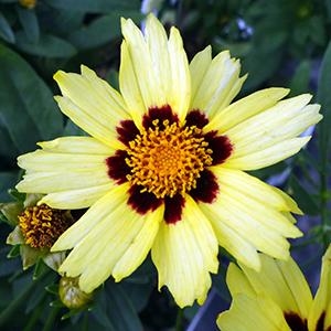 Coreopsis Hybrida 'UpTick Cream & Red' Tickseed