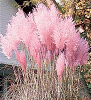 Cortaderia Feather Pink Grass