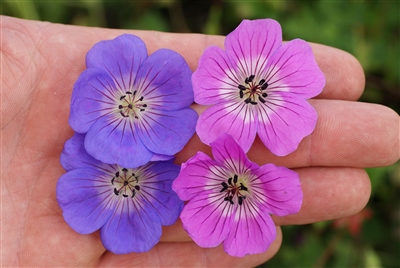 Geranium x 'Kelly-Anne'