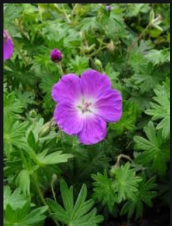 Geranium Sanguineum Cranesbill