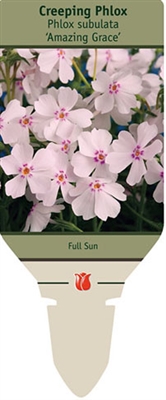 Creeping Phlox subulata 'Amazing Grace'