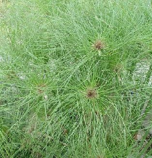 Papyrus Dwarf Cyperus Isocladus