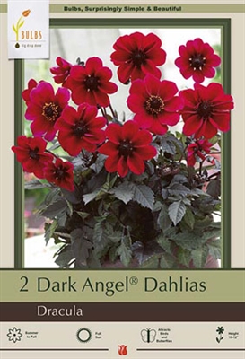 Dahlia Dark Angel 'Dracula'