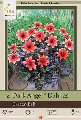 Dahlia Dark Angel 'Dragon Ball'