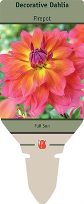 Dahlia Decorative 'Firepot'