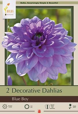 Dahlia Decorative Dinner Plate 'Blue Boy'