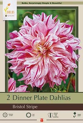 Dahlia Decorative Dinner Plate 'Bristol Stripe'