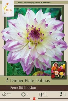 Dahlia Decorative Dinner Plate 'Ferncliff Illusion'