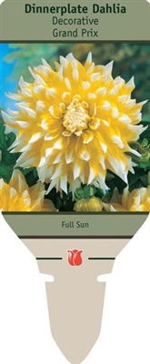 Dahlia Decorative Dinner Plate 'Grand Prix'