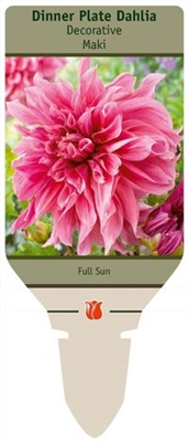 Dahlia Decorative Dinner Plate 'Maki'