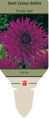 Dahlia Semi Cactus 'Purple Gem'