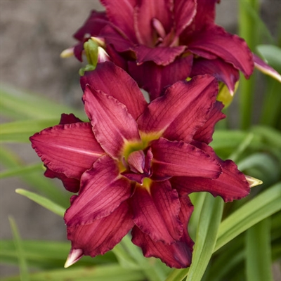 Daylily Hemerocallis 'Double Pardon Me'