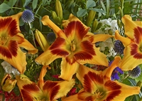 Daylily Hemerocallis Rainbow Rhythm Tiger Swirl