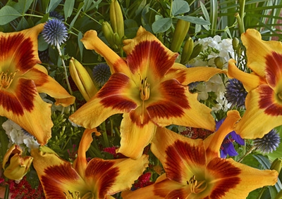 Daylily Hemerocallis Rainbow Rhythm Tiger Swirl