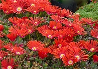 Delosperma Dyeri 'Red Mountain&reg; Flame Ice'