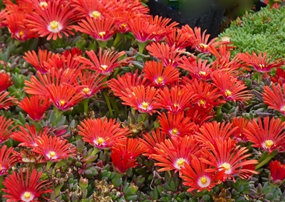 Delosperma Dyeri 'Red Mountain&reg; Flame Ice'