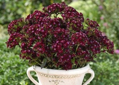 Sweet William Black Adder