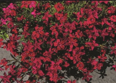 Dianthus Maiden Pinks Deltoides Flashing Light