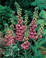 Strawberry Foxglove