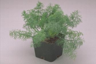 Dill Fernleaf