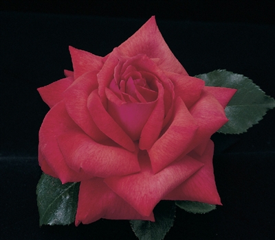 Dolly Parton Hybrid Tea Rose