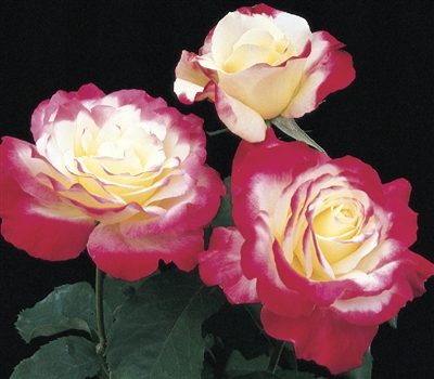 Double Delight Hybrid Tea Rose