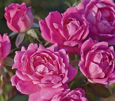 The Double Pink Knock Out Rose