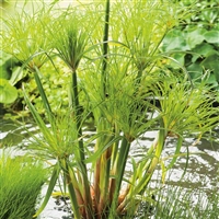 Dwarf Egyptian Cyperus Papyrus