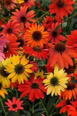 Echinacea Coneflower Cheyenne Spirit