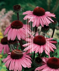 Coneflower 'Magnus'