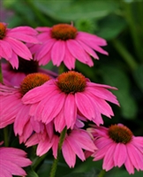 Coneflower PowWow Wild Berry