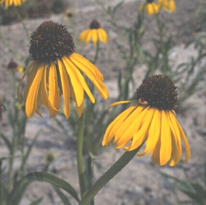 Echinacea paradoxa Coneflower