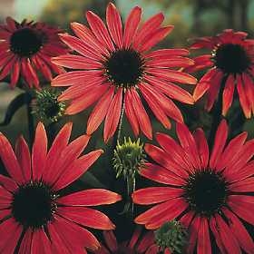 Echinacea purpurea Coneflower Rubinstern