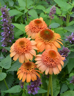 Echinacea Coneflower Supreme Canteloupe