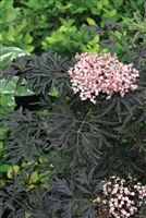 Elderberry Sambucus nigra Black Lace&#0153