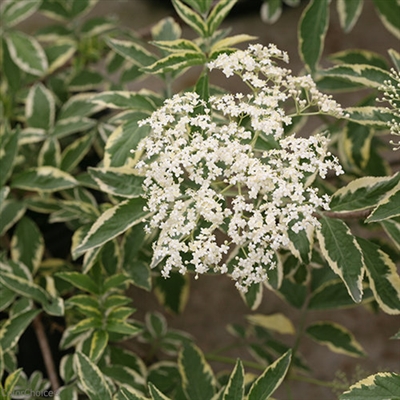 Elderberry Sambucus nigra Instant Karma&reg;