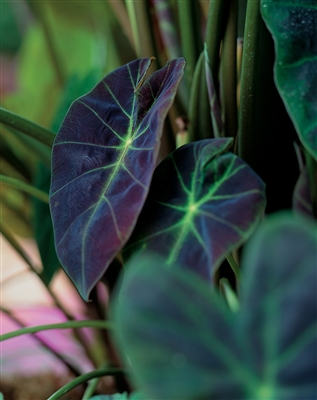 Elephants Ear Illustris Colocasia esculenta