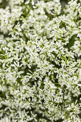 Euphorbia Diamond Delight