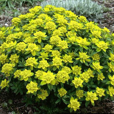 Cushion Spurge